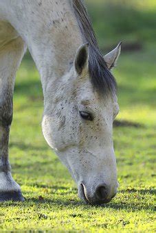 Artofzoo horse